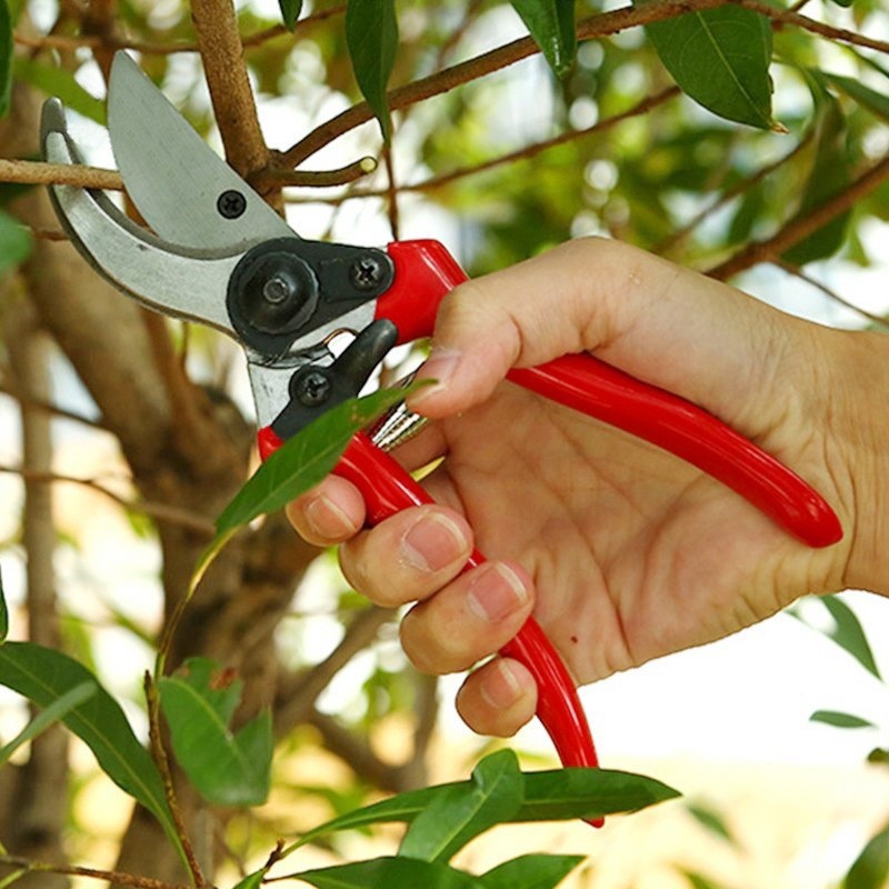 Premium Grafting Pruning Shear - Gardening Tools Quality reseña y precio