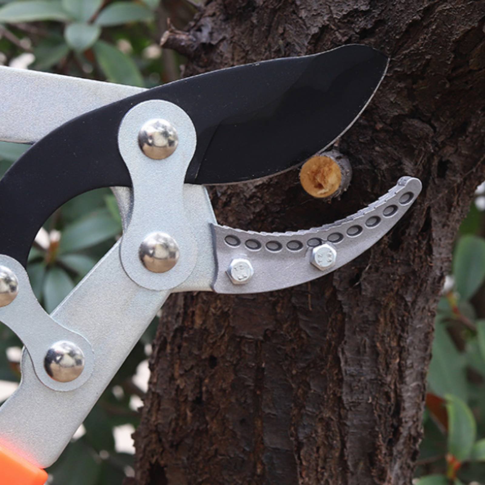 Telescopic Branch Pruners Shar - Gardening Tools reseña y precio